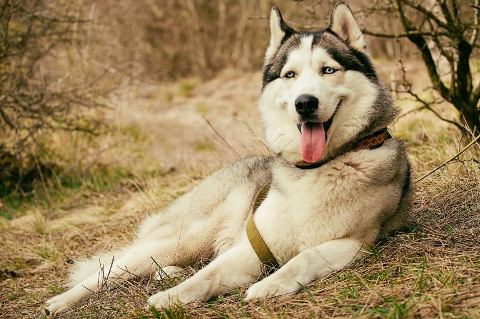 Canadian Eskimo Dog: Up to $8,750 (£6.6k)